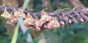 Bulbophyllum dasystachys