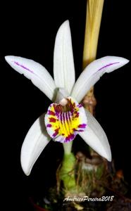 Pleione maculata