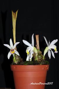 Pleione maculata