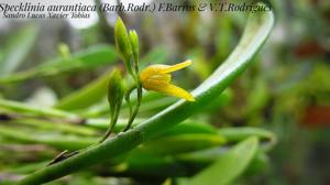 Pabstiella aurantiaca