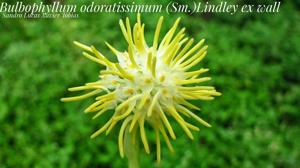 Bulbophyllum odoratissimum