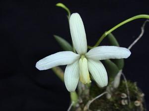 Cattleya fournieri