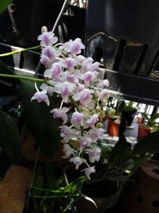 Aerides magnifica