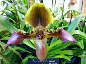 Paphiopedilum hirsutissimum