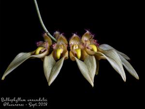 Bulbophyllum annandalei