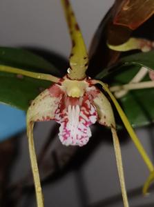 Dendrobium tetragonum subsp. giganteum