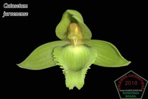 Catasetum juruenense