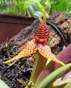 Dryadella zebrina