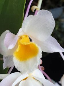 Dendrobium farmeri