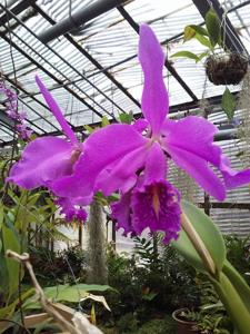 Cattleya maxima