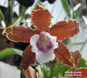 Miltonia candida