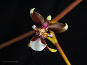 Cyrtochiloides ochmatochila
