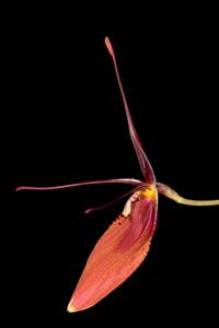 Restrepia cuprea