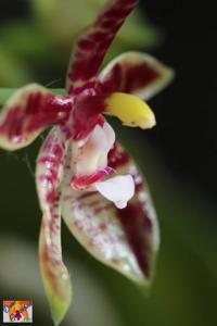 Phalaenopsis cornu-cervi