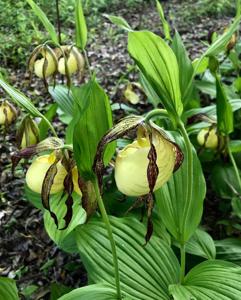 Cypripedium kentuckiense