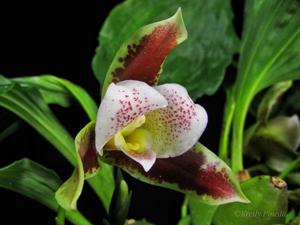 Lycaste powellii