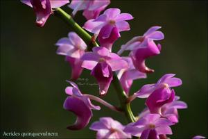 Aerides quinquevulnera