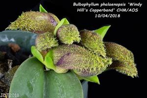 Bulbophyllum phalaenopsis