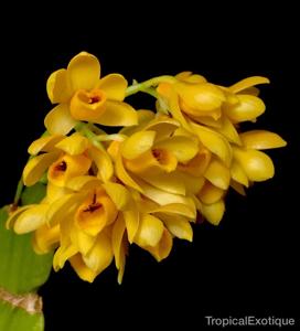 Dendrobium sulcatum