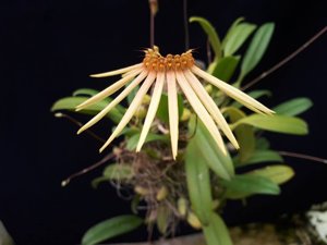 Bulbophyllum makoyanum