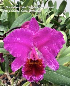 Cattleya percivaliana