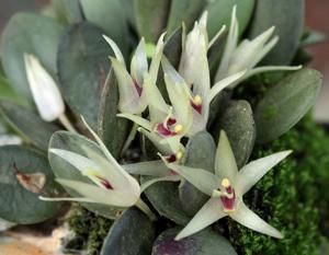 Octomeria estrellensis