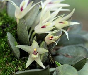 Octomeria estrellensis