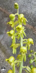 Catasetum gardneri