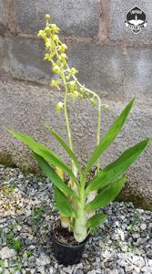 Catasetum gardneri