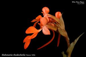 Habenaria rhodocheila