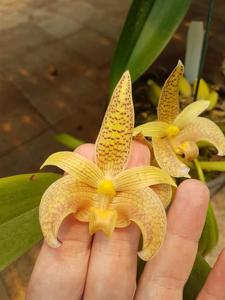 Bulbophyllum palawanense