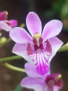 Phalaenopsis pulcherrima