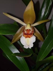 Coelogyne lawrenceana