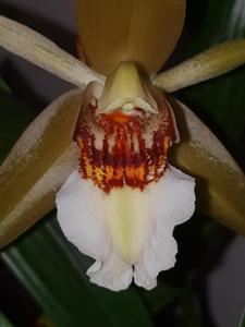 Coelogyne lawrenceana