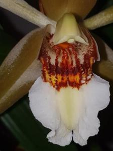 Coelogyne lawrenceana