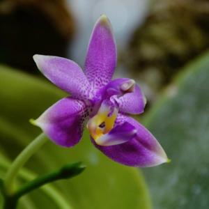 Phalaenopsis mentawaiensis