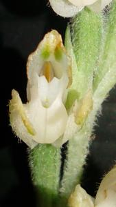 Goodyera schlechtendaliana