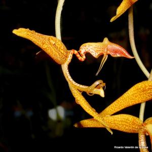 Gongora gratulabunda