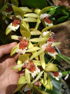 Coelogyne asperata