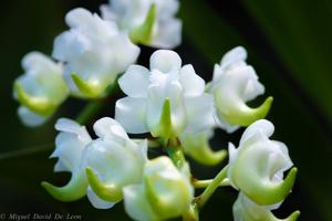 Aerides lawrenceae