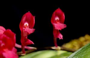 Rodriguezia lanceolata