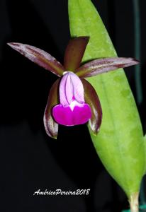 Cattleya dormaniana