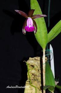 Cattleya dormaniana