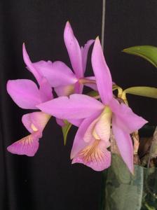 Cattleya nobilior