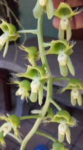 Catasetum gardneri