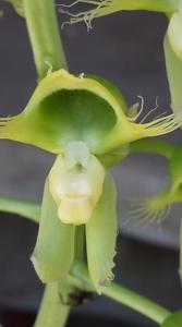 Catasetum gardneri