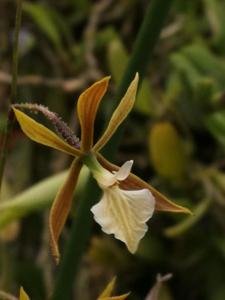 Encyclia nematocaulon