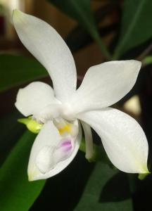 Phalaenopsis tetraspis