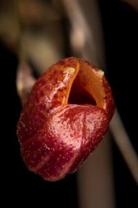 Scaphosepalum ovulare