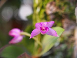 Meiracyllium trinasutum